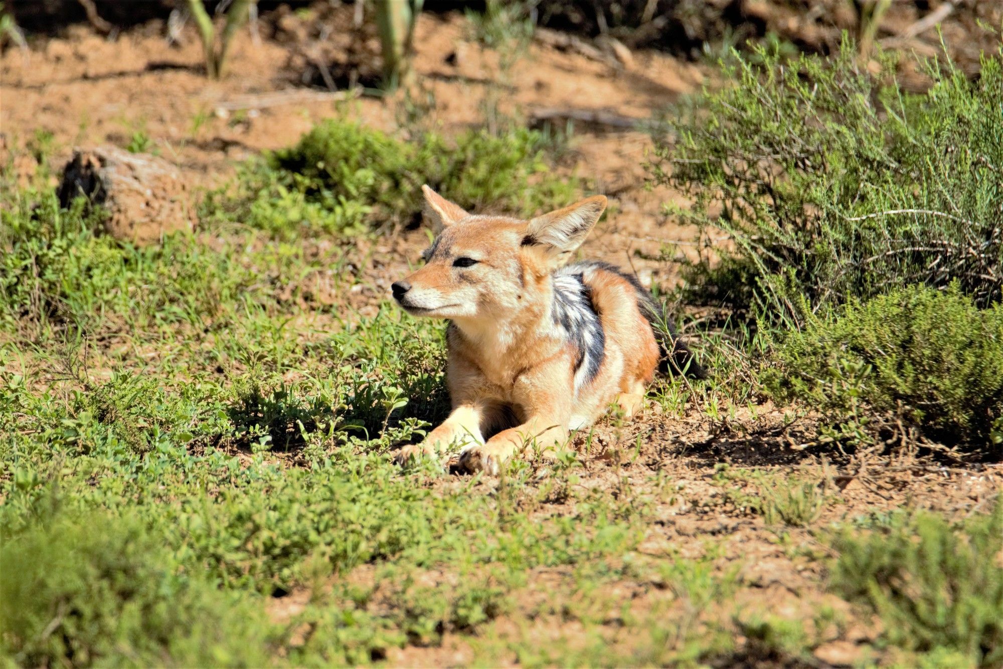 Hitgeheim Country Lodge Addo Extérieur photo